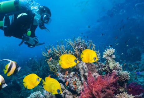Duiken op Bonaire - Bezoek prachtige duikplekken met Pickup Huren Bonaire