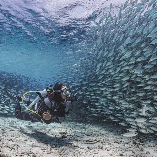 Duiker die de onderwaterwereld binnen een bait ball verkent, wat symbool staat voor de unieke duikervaringen aangeboden door onze partner. Geniet van speciale kortingen op pick-up verhuur bij Pickup huren Bonaire wanneer je met ons duikt.