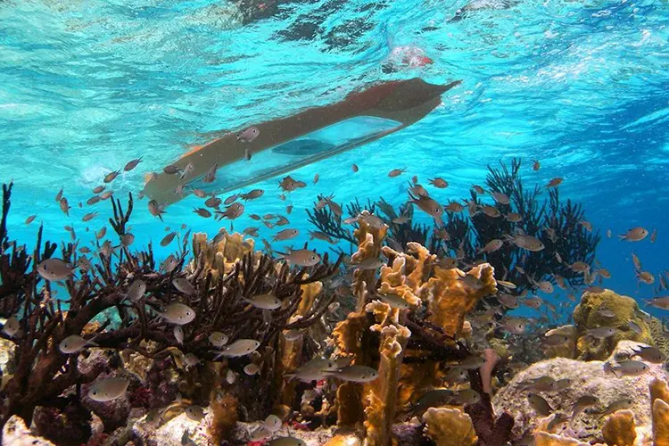 Mensen in een kajak met glazen bodem, op zoek naar vissen in het kristalblauwe water van Bonaire. Beleef de mangrovetour met onze partner en geniet van speciale kortingen op pick-up verhuur bij Pickup huren Bonaire.
